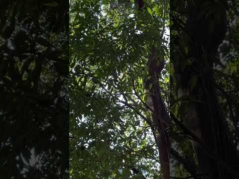 コガラは冬をどうやって過ごすのか