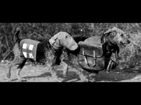 Russian Anti-Tank dogs