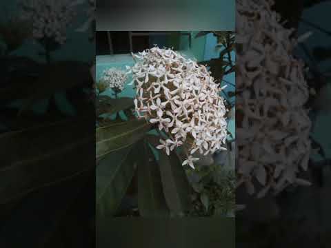 Pictures of some common flowers  Captured by Fahmida Hosna