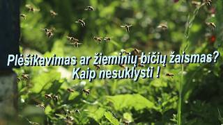 Plėšikavimas ar žieminių bičių žaismas?                     Kaip nesuklysti !