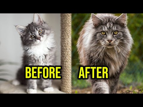 How Maine Coon Kitten Grow Day By Day; 0-10 Weeks