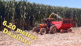 Silagem de sorgo gigante
