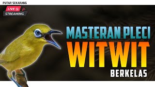 Download lagu 🔴 LIVE Masteran PLECI TEMBAKAN witwit Berkelas LOMBA PCMI g12 g16 #masteranplecig12 mp3