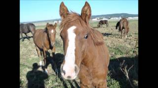 Les gitans Jacky Rinaldi chanson de Dalida