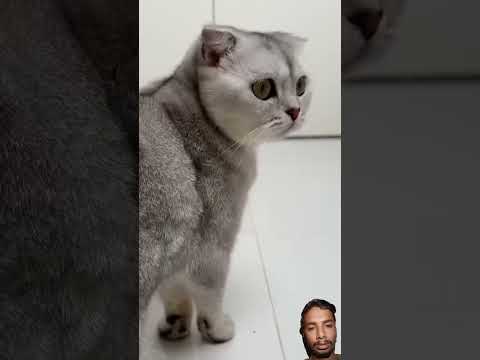 #cat #funny #pets #funnycats #comedy #cats