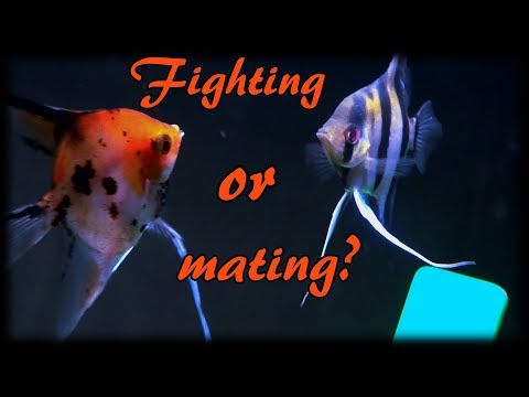 2nd YouTube video about how to stop angelfish bullying
