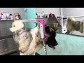 Американская акита Calvin Strider in Diversity после груминга