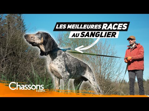 What are the best dogs for wild boar hunting?