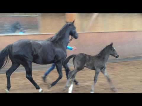 Sezuan Stutfohlen 04/2017