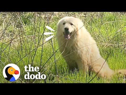 Stray Dog Who Kept Running Away Falls In Love With Woman's Husband | The Dodo