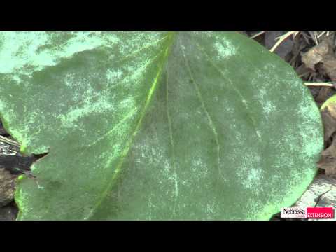 download lagu mp3 mp4 Lilac Mildew, download lagu Lilac Mildew gratis, unduh video klip Lilac Mildew