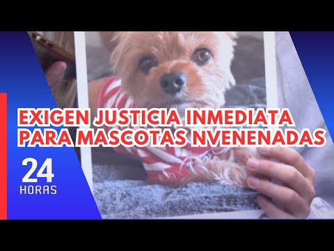 San Isidro: Residents demand maximum punishment for man who poisoned dogs