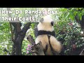 How Do Pandas Dry Their Coats In 5 Seconds? | iPanda