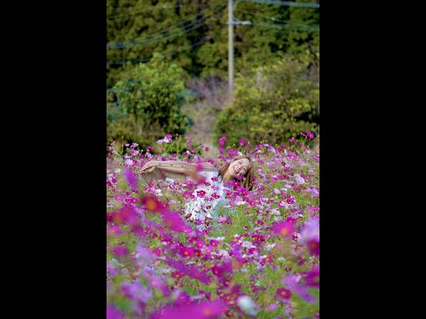 国際社会学科 【対馬の秋】芦見のコスモス園🌷 #shorts