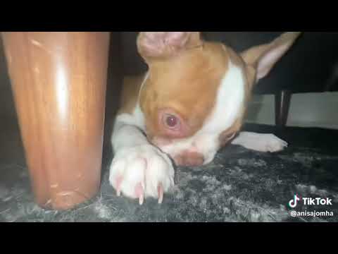 anisa jomha aka idubbbz gf and her dog part 2