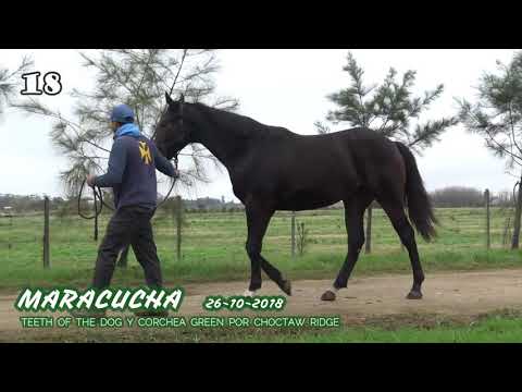 Lote MARACUCHA