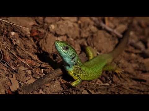 Hardhuca e gjelbert!