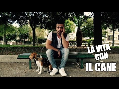 IL CANE CHE HA FATTO COMMUOVERE IL WEB!