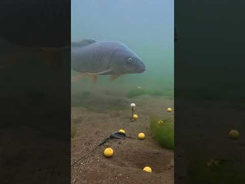 Smart Carp Outsmarts the Rig