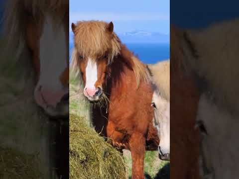 , title : 'Icelandic Horses'