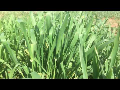 DÉTENTE À LA CAMPAGNE – Oiseaux Champs Fleurs Ruisseau – Calme le Stress – pure nature