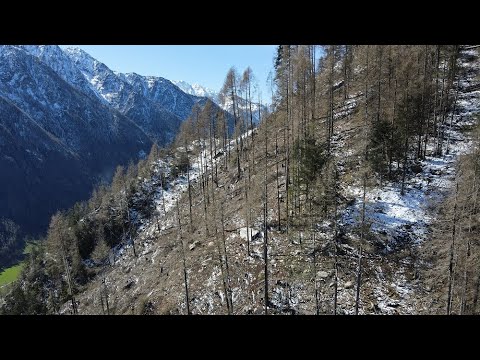 Il disastro del bostrico in alta Val Brembana