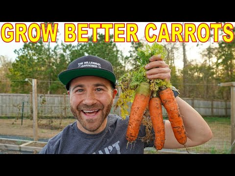 How To Grow The BIGGEST, SWEETEST CARROTS Of Your Life!