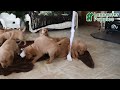 Golden Retriever dogs for sale: Dasher - Video 1