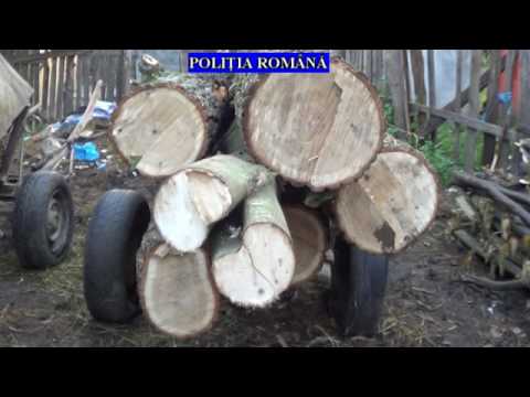 Percheziţii la hoţii de lemne din Dumbrăveşti, Prahova