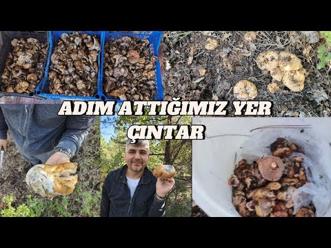 THERE IS NO THIS OTHER ÇINTAR~WHERE YOU STEP IS ÇINTAR #lifeinvillage #village #lifeinvillage #na...