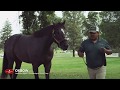 2016 Calumet Oxbow StallionVideo WEB MASTER 1920x1080 MOV