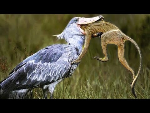 20 Most Unique Birds in the World