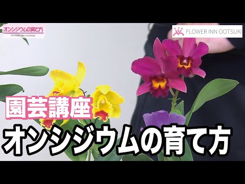 園芸 オンシジウム、誰もが手の届く範囲にあるコレクターの間で珍重される蘭
