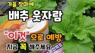 가을장마에 김장배추 웃자람 효과좋고 저렴한 "이것"으로 예방해야 단단하고 결구가 잘된다 배추웃자람예방법