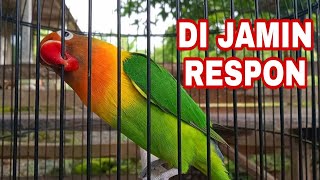 Download lagu Lovebird Mentil long duration, suitable for masters and fishing mp3