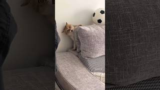 Download lagu Tingkah kucing Lucu - funny cats mp3 Download lagu Tingkah kucing Lucu - funny cats mp3