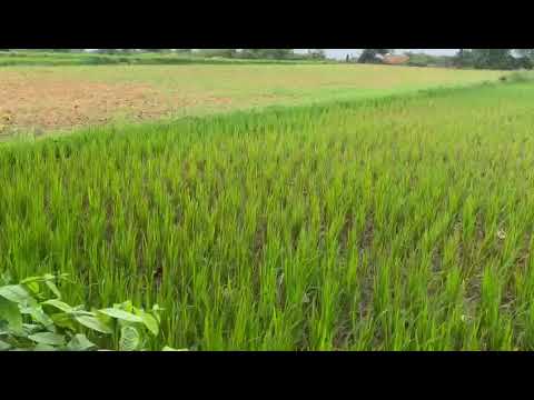  Agricultural Land 19 Guntha for Sale in Dharmasagar, Warangal