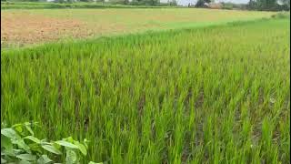  Agricultural Land for Sale in Dharmasagar, Warangal