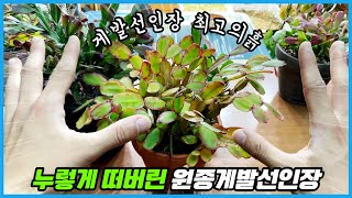 원종 게발선인장 꽃이 피지 않는 3가지 이유!!