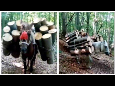 SAMARICA JE MOJ ŽIVOT SAM TOVARI I GONI 10 KONJA