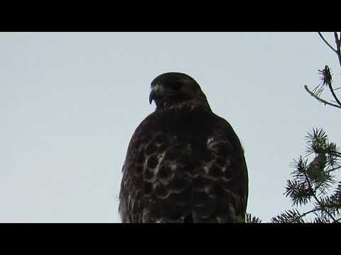 Red tail hawk vocalizes
