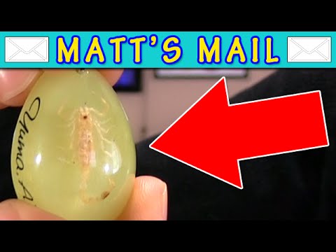 A Real Scorpion! |Matt's Mail