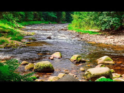 Sounds of Nature - Noise River and Forest Birds Singing 2 hours