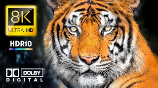 The Future of Wildlife Conservation 8K VIDEO ULTRA HD - Animals 4K VIDEO HDR Journey