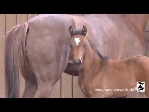 Fohlen von Freischütz - Don Frederic - Sir Donnerhall! *2018 wieghaus-vorwerk.de