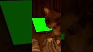 Cat looking at laptop green screen 🟩