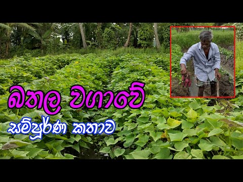 බතල වගාව සාර්ථකව සිදුකරමු  | Sweet potato cultivation | bathala wagawa