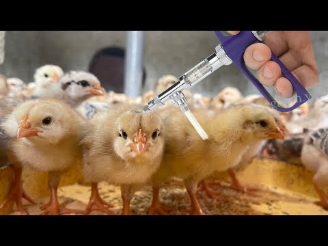 , title : 'CHICKEN FARM - Full vaccination schedule for chickens from 1 day to 30 days.'