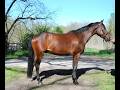 Gelding Selle Français For sale 2022 Bay