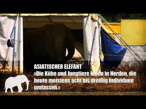 Hinter den Kulissen bei Zirkus Charles Knie